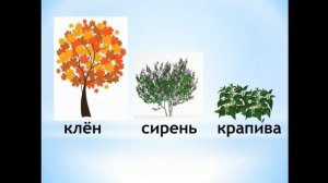 Тема 4. Растения — часть живой природы. Условия, необходимые для роста и развития растений