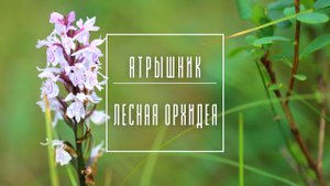 Ятрышник - лесная орхидея пальчатокоренник пятнистый или Кукушкины слёзы. Лечебные свойства