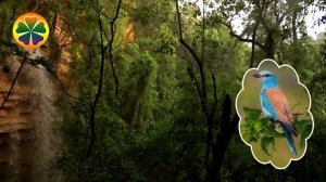 Расслабляющий шум водопада Пение лесных птиц RELAX на природе