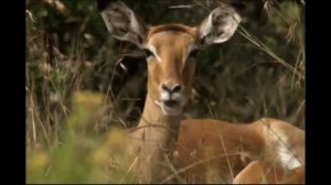 Дикие животные для детей.  Газель