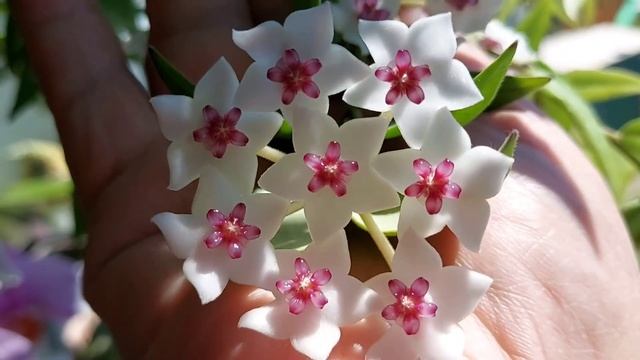 How to grow Hoya Bella Flowers /Hoyabella update/ growing & propagating hoya bella flowers / 2021UK смотреть онлайн