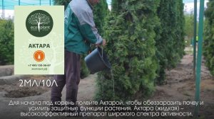 9 вредителей сосны и как с ними бороться 2 часть