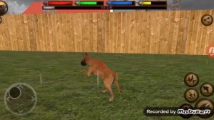 Как найти пару в игре ultimate dog simulator.