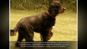 Шотландский сеттер Крупные породы собак