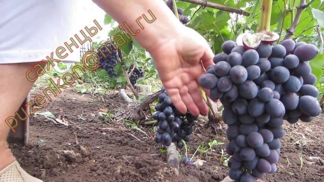 СК28- очень ранний виноград, описание, особенности (Пузенко Наталья Лариасовна) смотреть онлайн