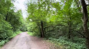 Звуки природы. Лес в России, Московской области. Пение птиц. Russian forest, nature sounds