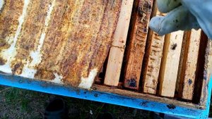 Пчеловодство.Пиретрины -против Бипина. Тест,