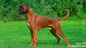 Малинуа против боксёра.Кто победит?