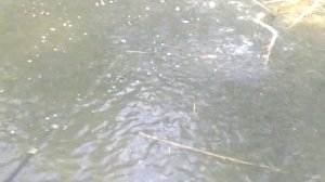 База отдыха Дедушкин Хутор. Рыбалка на "вытеках". Астраханская обл. Харабали