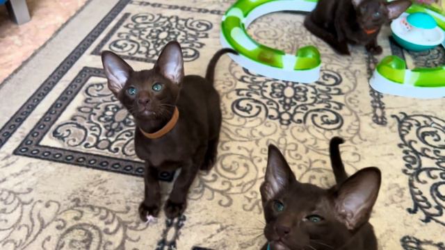 Наши ориентальные котята, почти 3 месяца!