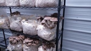 Mushroom Growing Tips: Black Pearl King Oysters