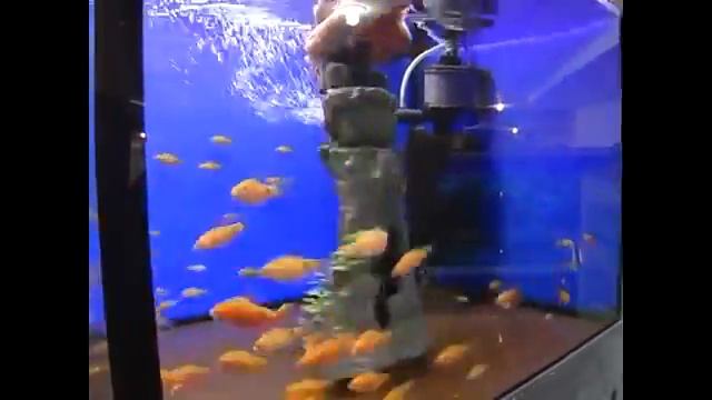 Золотые барбусы смотреть онлайн