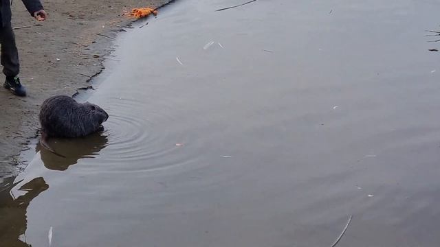 Анапа, пляж, нутрия, дикие лебеди... почти зоопарк!