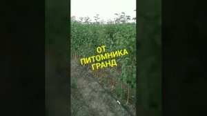 РАЙСКИЕ ЯБЛОЧКИ. Саженцы.