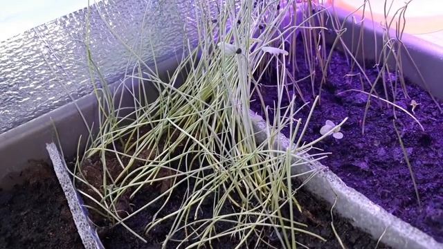 Рассада в марте!!!
Секрет выращивания артишоков в Сибири! смотреть онлайн