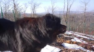 ТИБЕТСКИЙ МАСТИФ - ВСЕ О ПОРОДЕ.