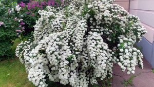 Спирея Вангутта. Снежное облако, или платье невесты?
