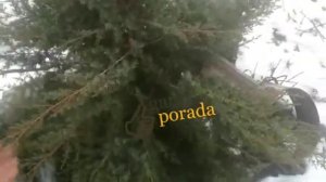 Самая быстрорастущая, красивая и пахнущая хвоя среди туй, можжевельников и сосен