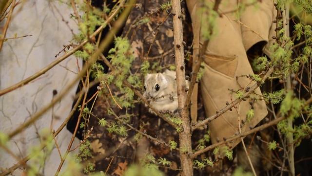 Flying Squirrel - Белка летяга Юня смотреть онлайн