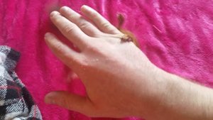 Белка домашнее животное