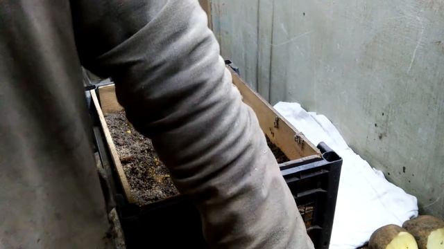 Проращивание картофеля в январе феврале