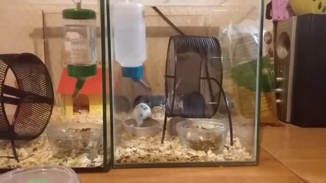 Мышь выпрыгивает из аквариума. Что делать?// Мышь//содержание мышей//беглянка смотреть онлайн