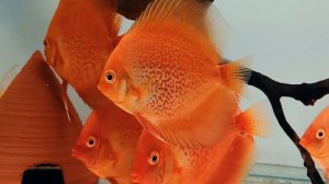 Дискусы - загадка природы.