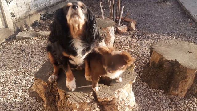 любовь не знает границ, Майбах любит Чику питомник чихуахуа Кастропуло Крым Симферополь смотреть онлайн