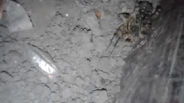 Про паука Тарантул смотреть онлайн