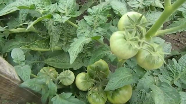 Томат Champion improved гном. Начало созревания плодов. смотреть онлайн