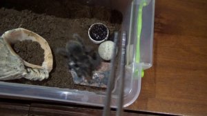 Кормление парахибан! Ласиодора парахибана L10 Бразильский розовый птицеед