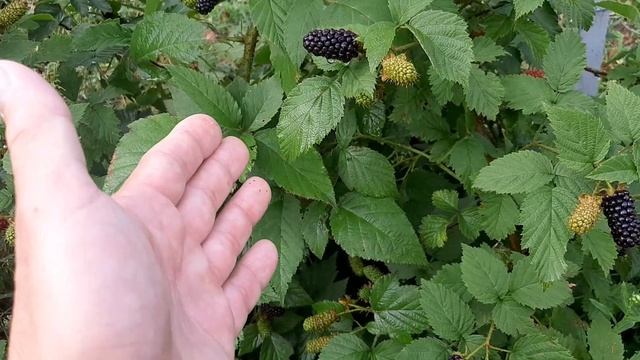 ?Ежевика Карака Блэк: плюсы и минусы.? смотреть онлайн