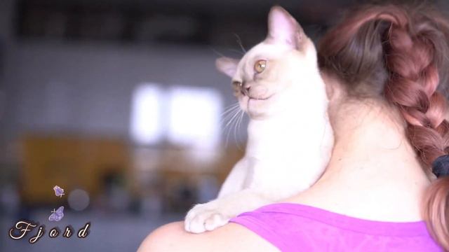 Бурманский котёнок Fjord Freya Way*RU смотреть онлайн