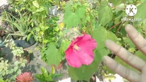 স্থল পদ্দ প্রতিস্থাপনের পর পরিচর্যা কি করবো ?/ hibiscus metbilis plant care/