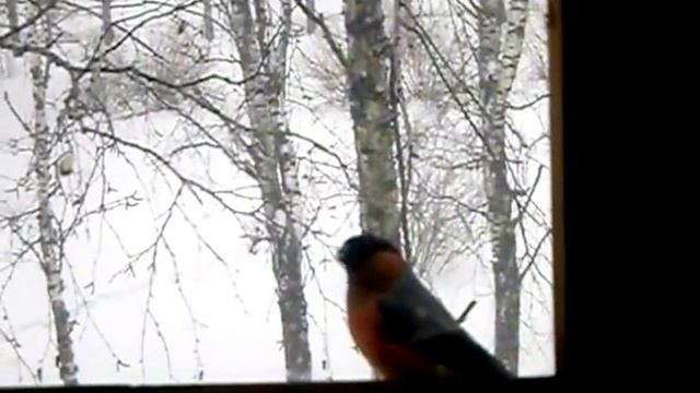 Синички, и не только, лакомятся семечками. смотреть онлайн