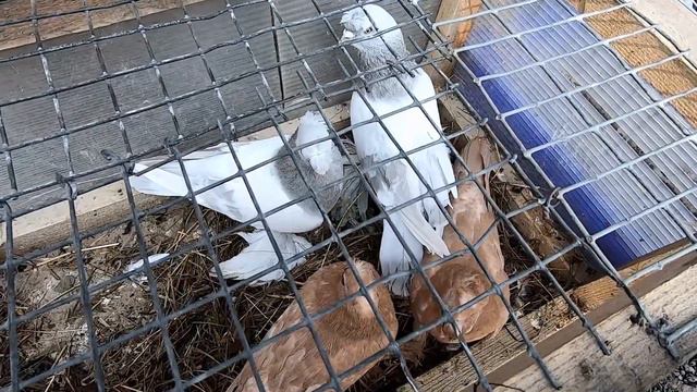 ГОЛУБИ на РЫНКЕ г.ТОМСК июль 2022г. смотреть онлайн