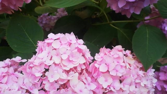 Гортензия Вечное лето. Размножение смотреть онлайн