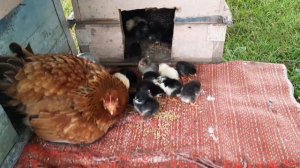 СНОВА ВЫВЕЛИСЬ ЦЫПЛЯТА, И КАКИЕ ДРУЖНЫЕ! КАКИЕ ОШИБКИ НУЖНО НЕ ДОПУСТИТЬ ПРИ ПОСАДКЕ КЛУХИ НА ЯЙЦА!