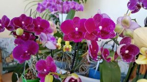 ВЫ КУПИЛИ ЦВЕТУЩУЮ ОРХИДЕЮ. УСЛОВИЯ ПЕРЕСАДКИ.