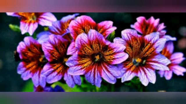 Самые необычные и редкие цветы