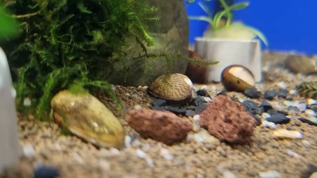 С ними вода в аквариуме будет всегда кристально чистой смотреть онлайн