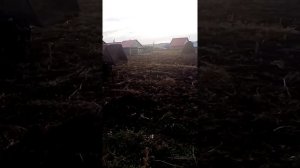 т70 вывоз навоза огород