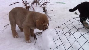питомник Флоулесс Стайл. щенки  испанского мастифа/  spanish mastiff puppies