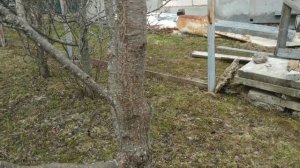 Так уж ли вреден ли лишайник на коне плодовый деревьев?