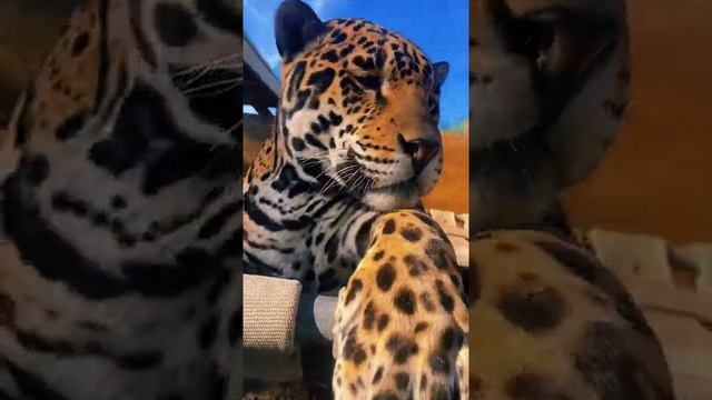 NOTPETS JAGUAR JAG LOVE BEAUTIFUL HANDSOME TEETH POWER CAT CATS BIGCAT BIGCATS FYP FLORIDA