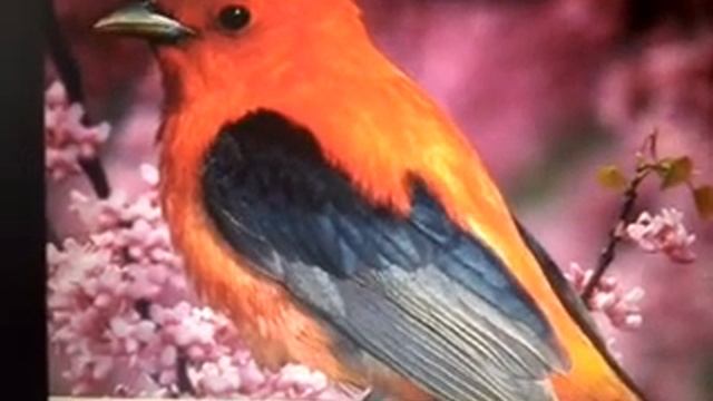 Семейство птиц смотреть онлайн