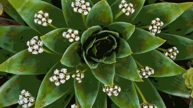 Шостакович. Вальс смотреть онлайн