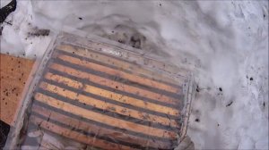 Дневник одногодичного пчеловода Выставка пчёл после зимовки Как нельзя делать