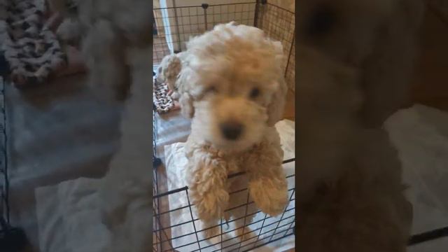 #4 Кокапу щеночки, 2 месяца смотреть онлайн