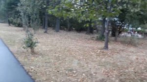 Мужик заснул стоя,возле дерева